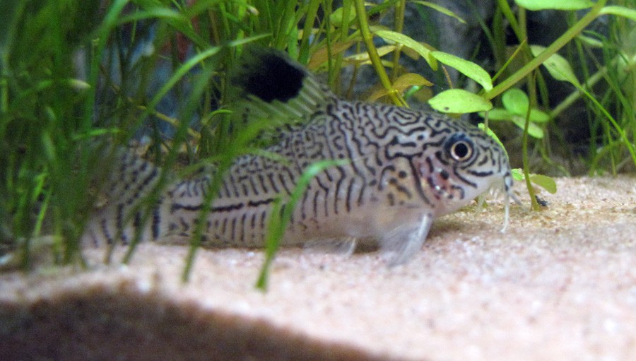 Corydoras Trilineatus 4