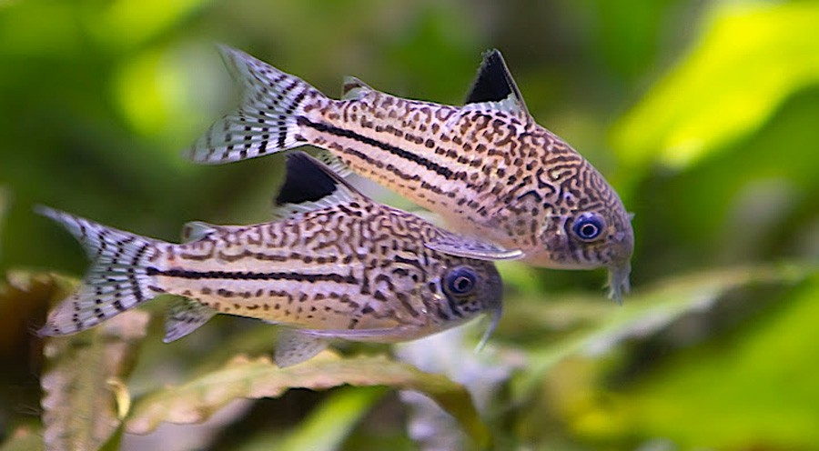 Corydoras Trilineatus 5