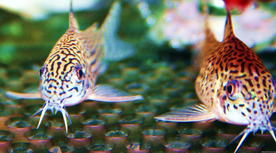 Corydoras Trilineatus 6