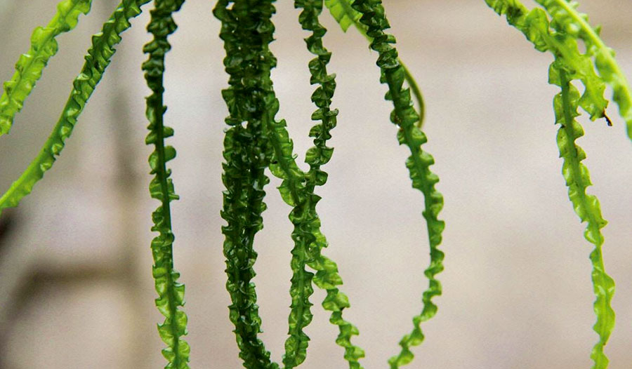 Cebolla de agua