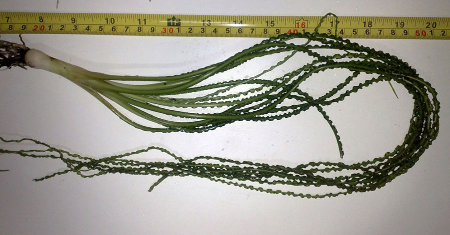 Crinum Calamistratum 2