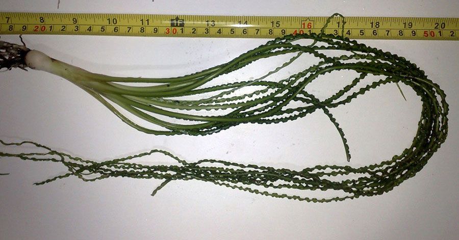 Crinum Calamistratum 2