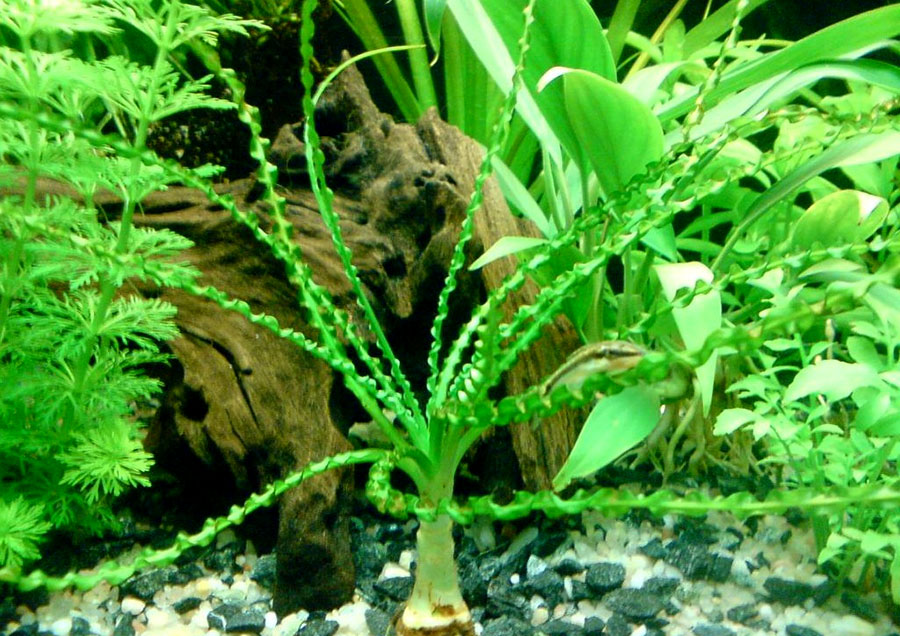 Crinum Calamistratum 4
