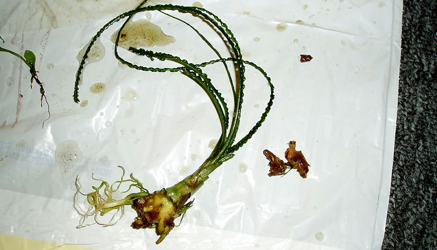 Crinum Calamistratum 6