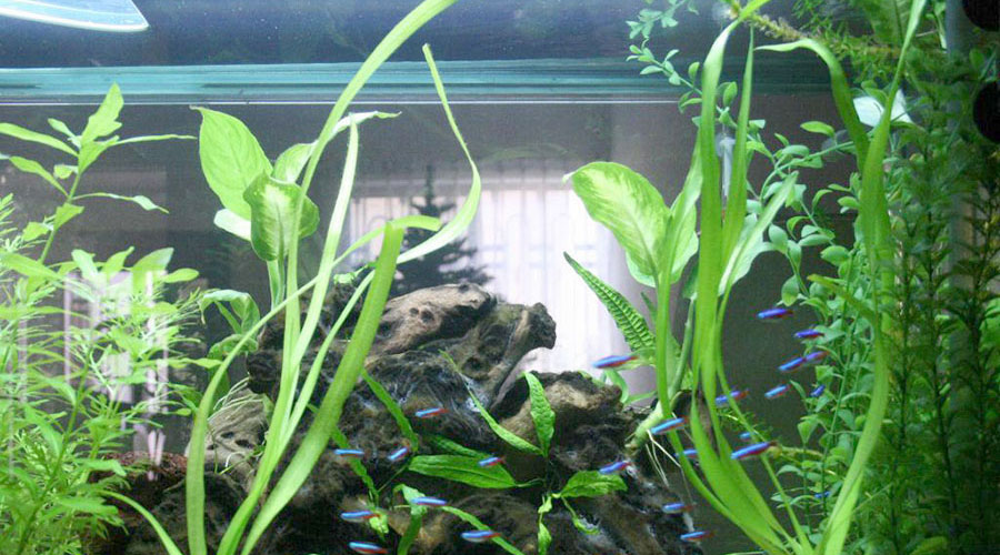 Planta de cebolla
