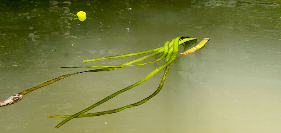Crinum Thaianum 5