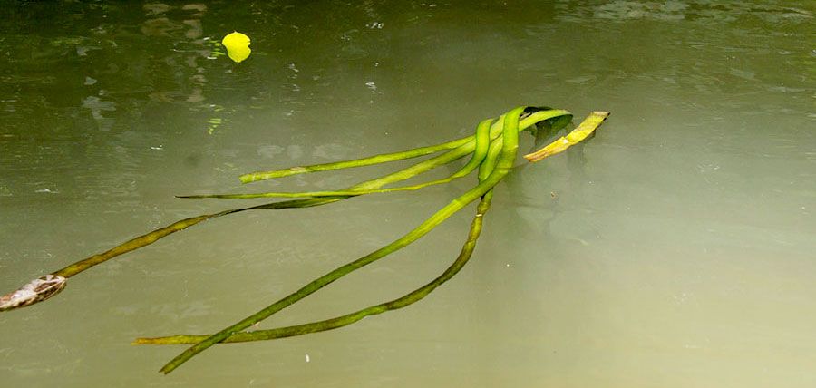 Crinum Thaianum 5