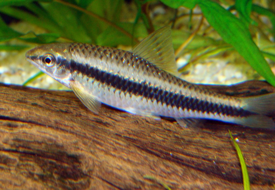 Crossocheilus Siamensis 2