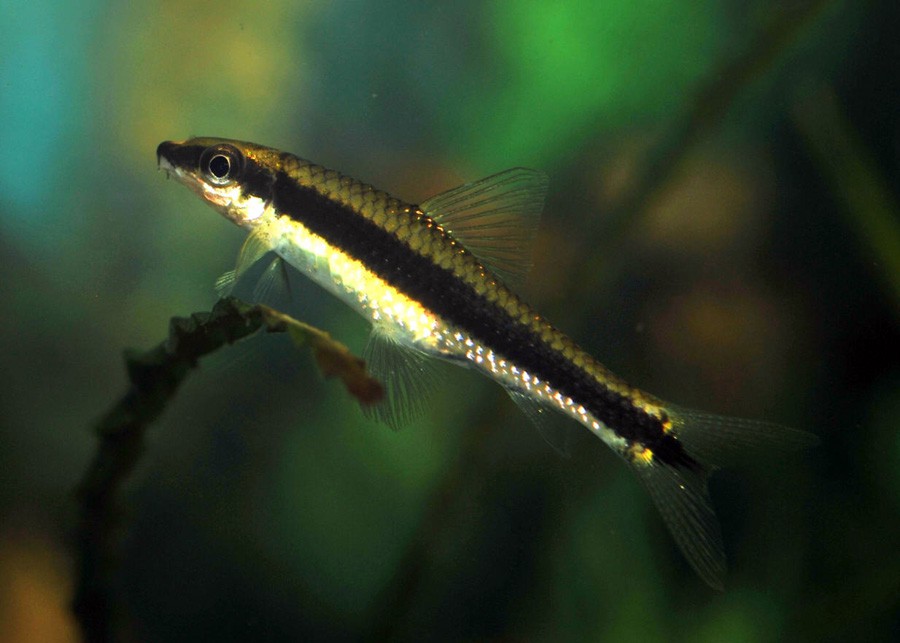 Crossocheilus Siamensis 3