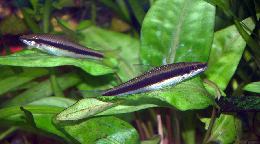 Crossocheilus Siamensis 4