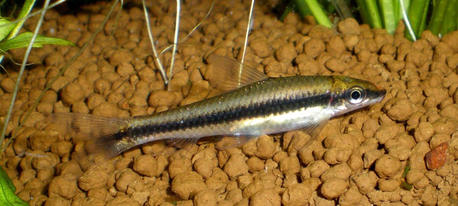 Crossocheilus Siamensis 6