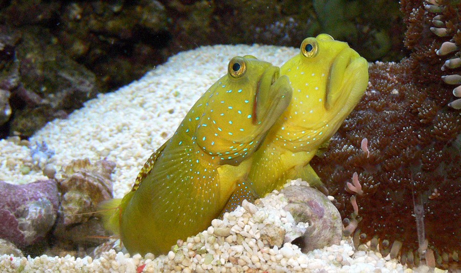 Cryptocentrus Cinctus