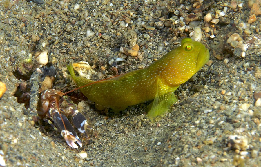 Cryptocentrus Cinctus 2