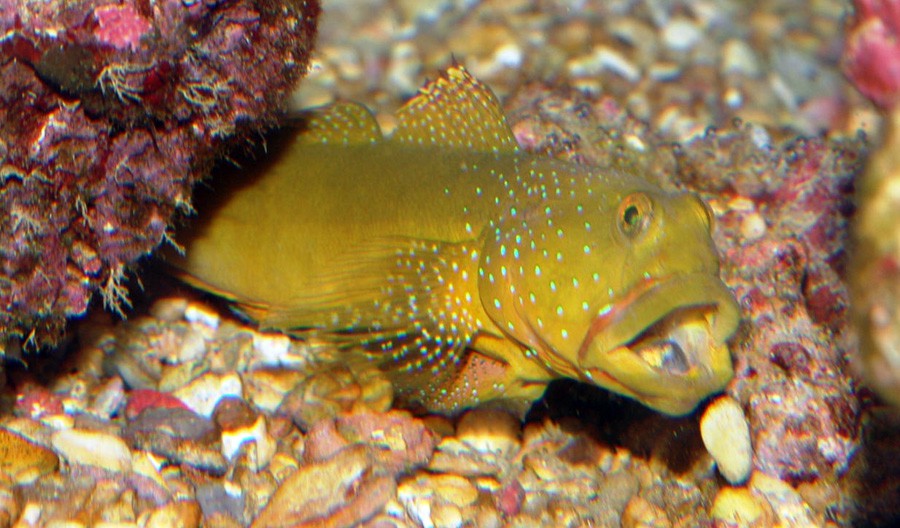 Cryptocentrus Cinctus 3