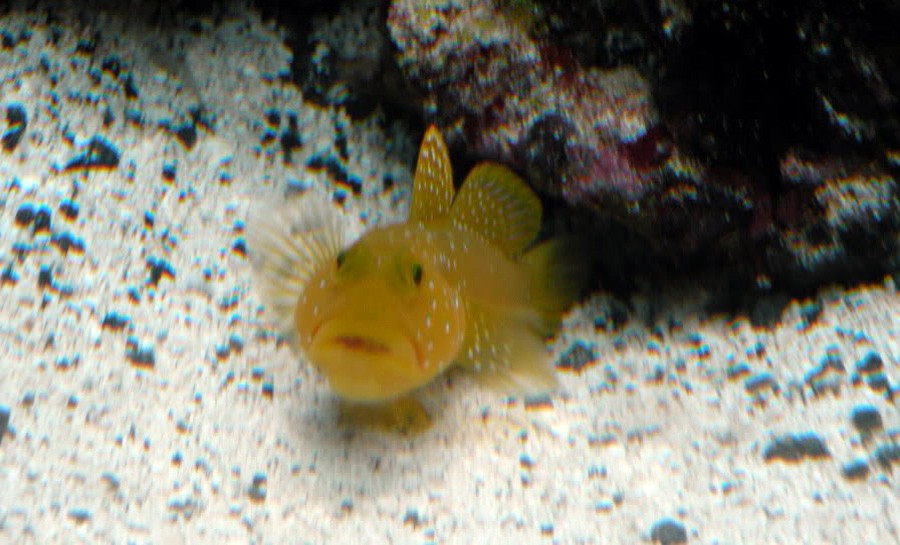 Cryptocentrus Cinctus 4