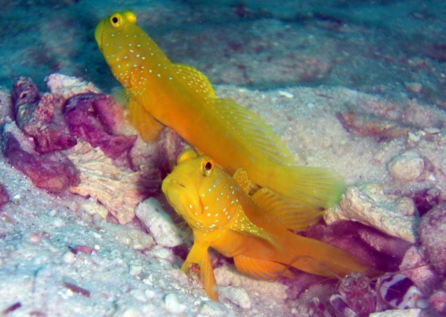 Cryptocentrus Cinctus 5