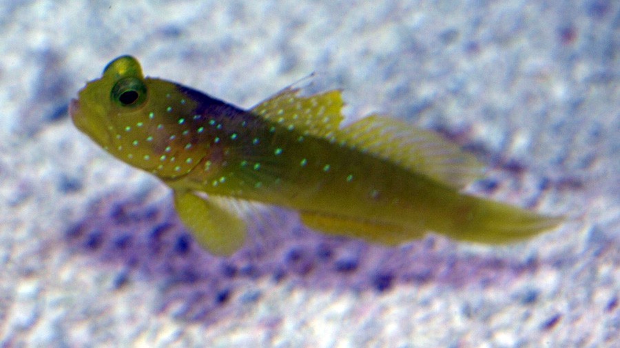 Cryptocentrus Cinctus 6
