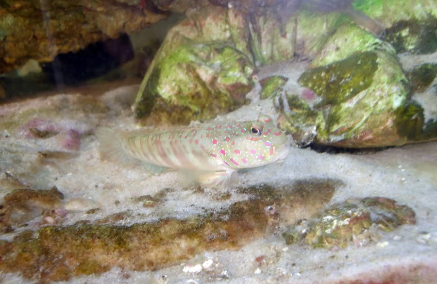 Cryptocentrus Leptocephalus 2