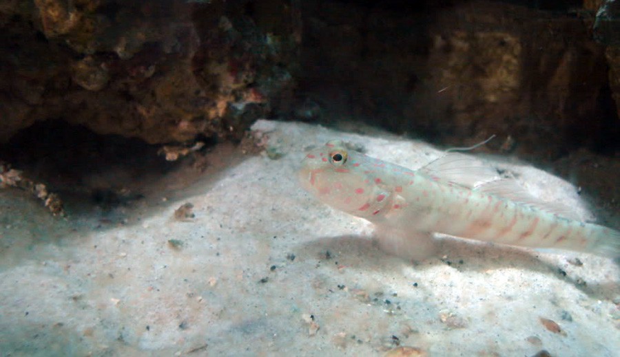 Cryptocentrus Leptocephalus 3