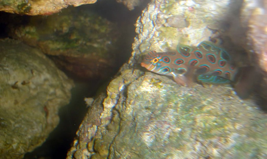 Cryptocentrus Leptocephalus 4