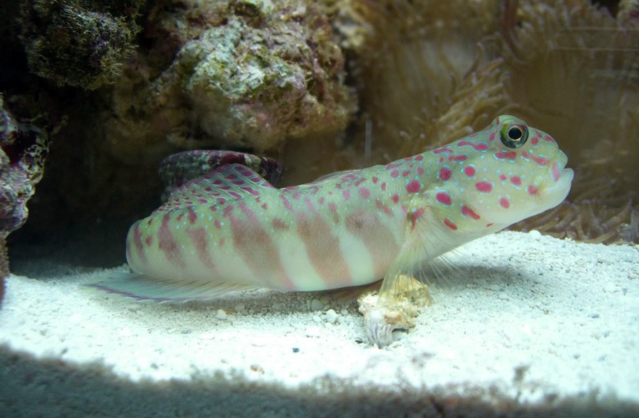 Cryptocentrus Leptocephalus 5
