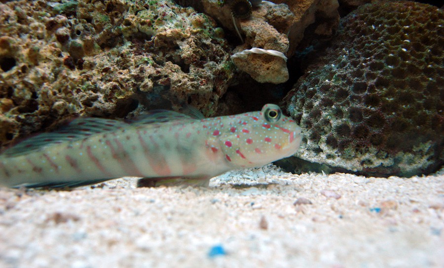 Cryptocentrus Leptocephalus 6