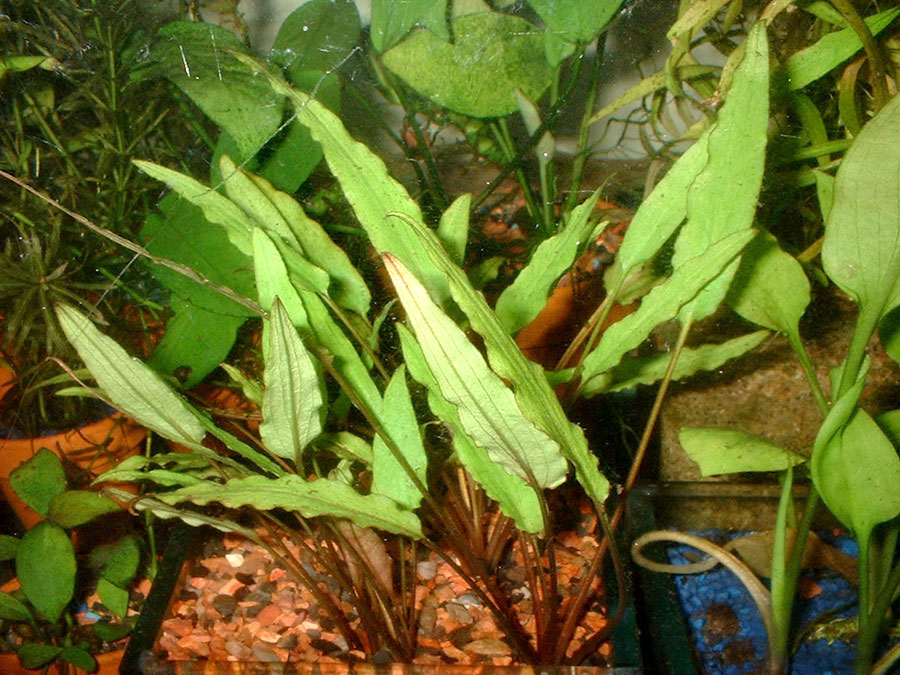 Cryptocoryne Beckettii 'Petchii' 2