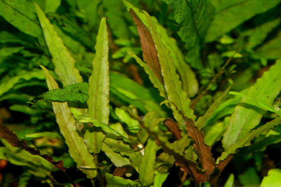 Cryptocoryne Beckettii 'Petchii' 3