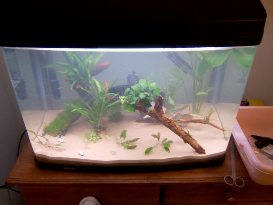 Cryptocoryne Beckettii 'Petchii' 4