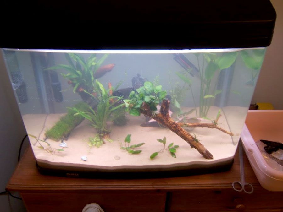 Cryptocoryne Beckettii 'Petchii' 4