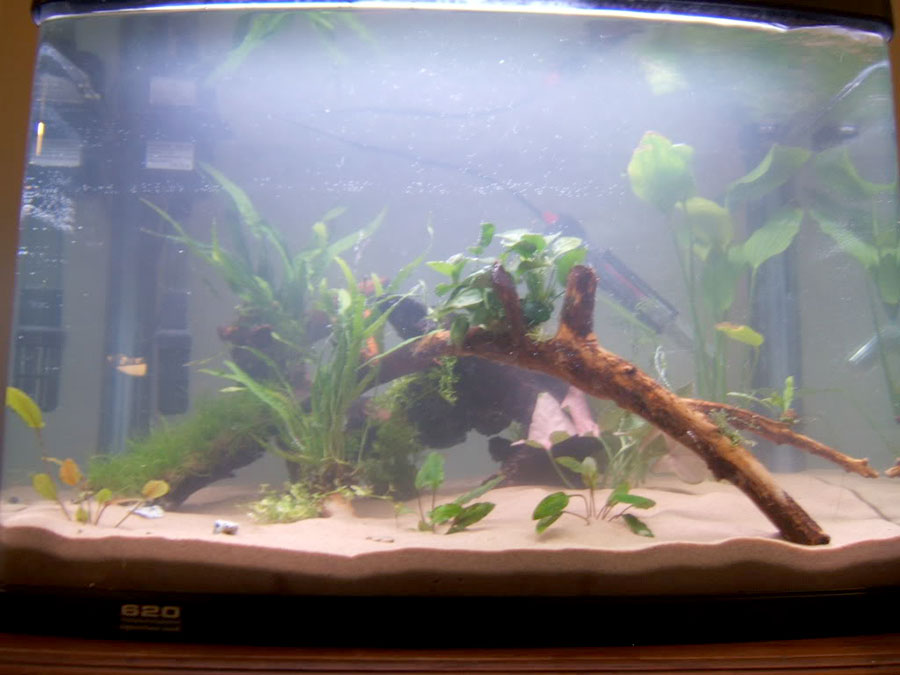 Cryptocoryne Beckettii 'Petchii' 5