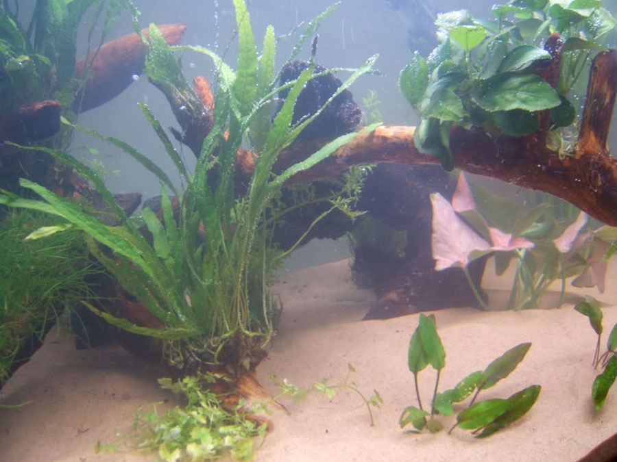 Cryptocoryne Beckettii 'Petchii' 6