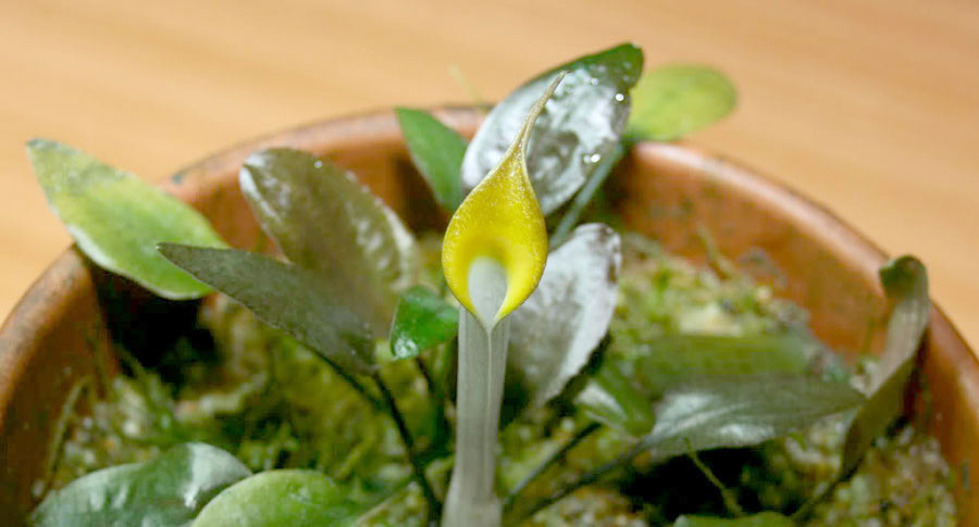 Cryptocoryne Cordata var. Cordata 'Blassii' 3