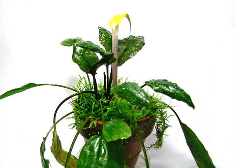 Cryptocoryne Cordata var. Cordata 'Blassii' 4