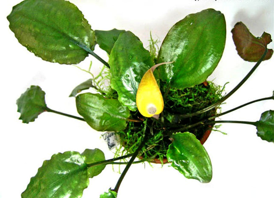 Cryptocoryne Cordata var. Cordata 'Blassii' 5