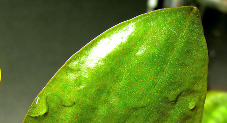 Cryptocoryne Cordata var. Cordata 'Blassii' 6