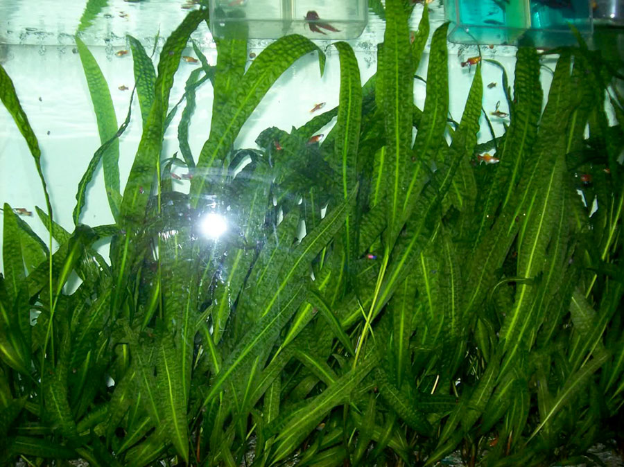 Cryptocoryne balansae