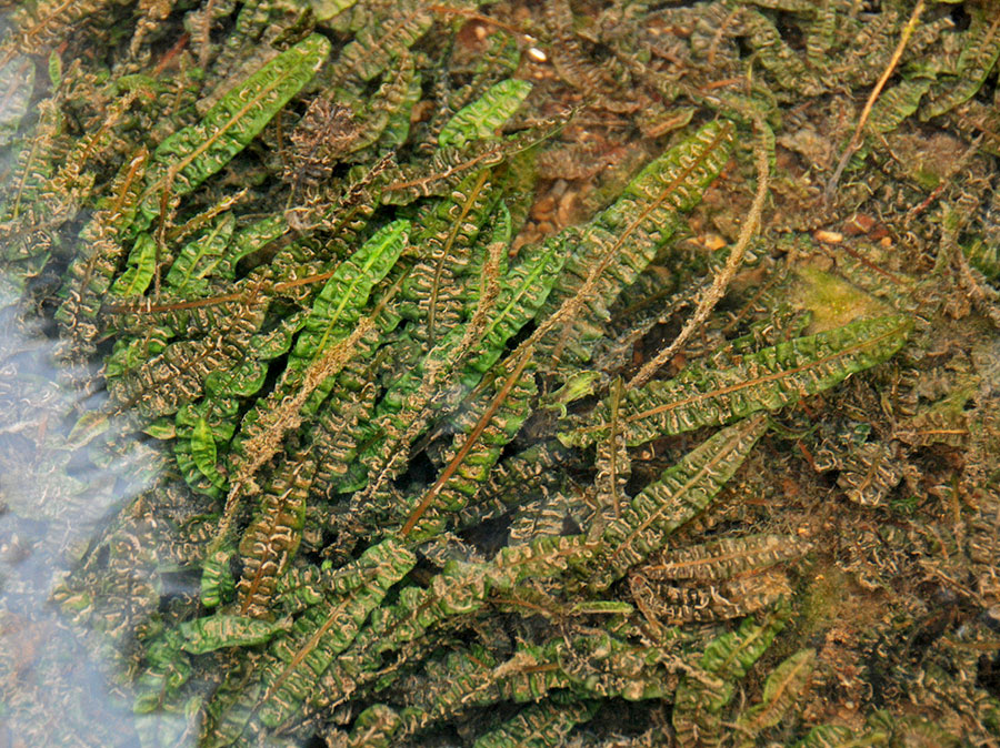 Cryptocoryne Crispatula var. Balansae 2