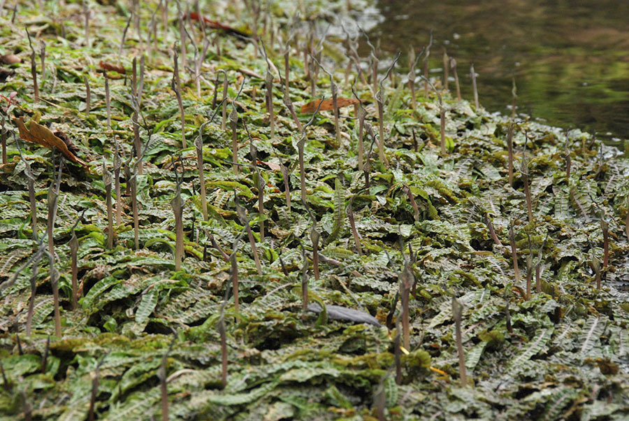 Cryptocoryne Crispatula var. Balansae 3