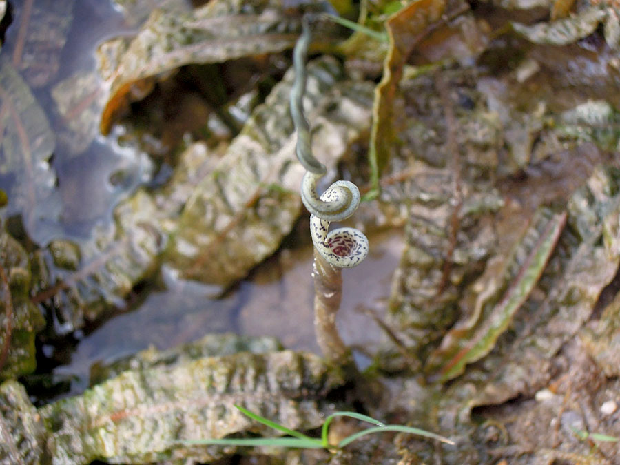 Cryptocoryne Crispatula var. Balansae 4