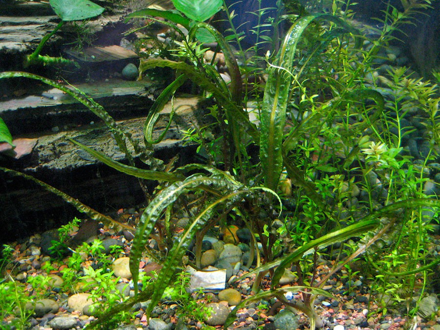 Cryptocoryne Crispatula var. Balansae 5
