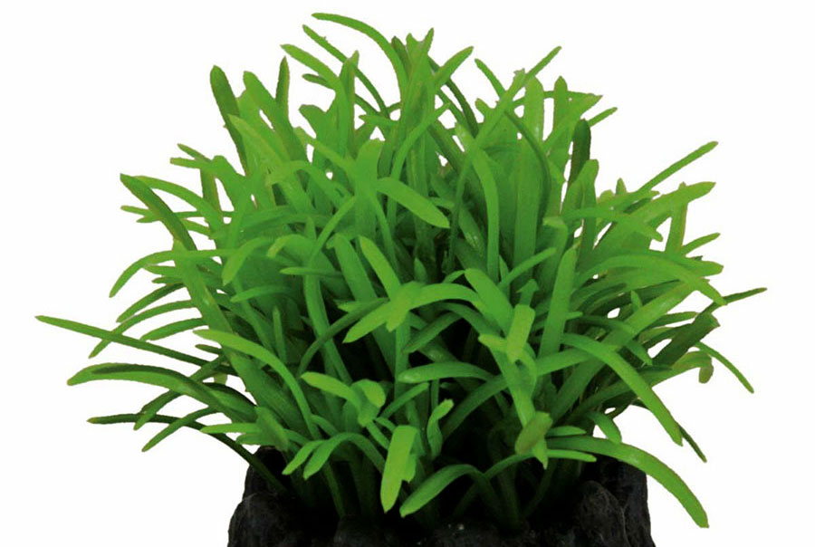 Cryptocoryne Nevillii