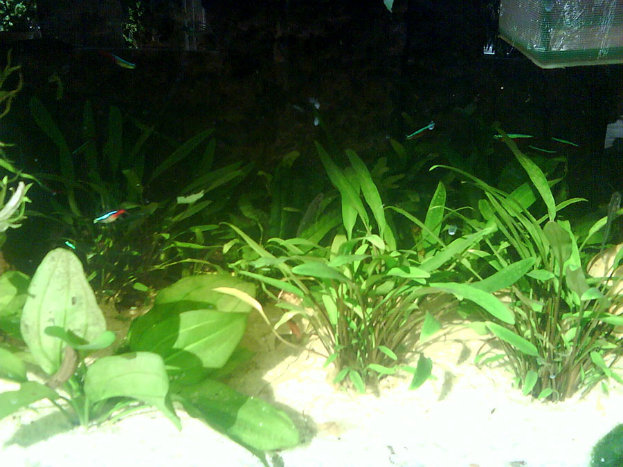 Cryptocoryne Nevillii 2