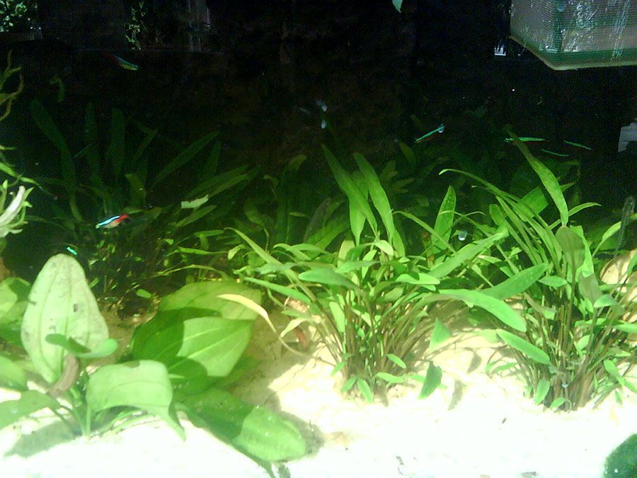 Cryptocoryne Nevillii 2