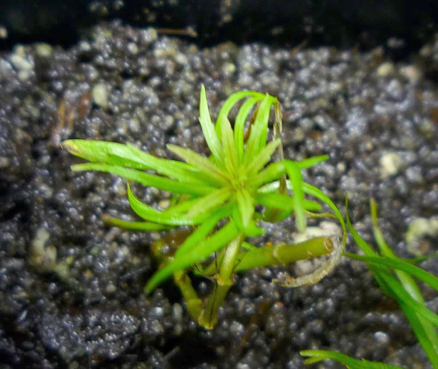 Cryptocoryne Nevillii 3