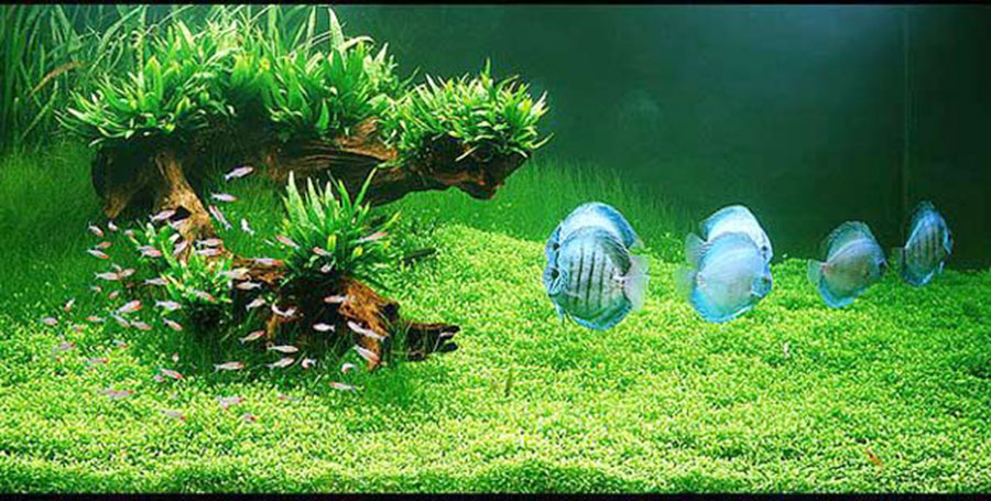 Cryptocoryne Nevillii 4