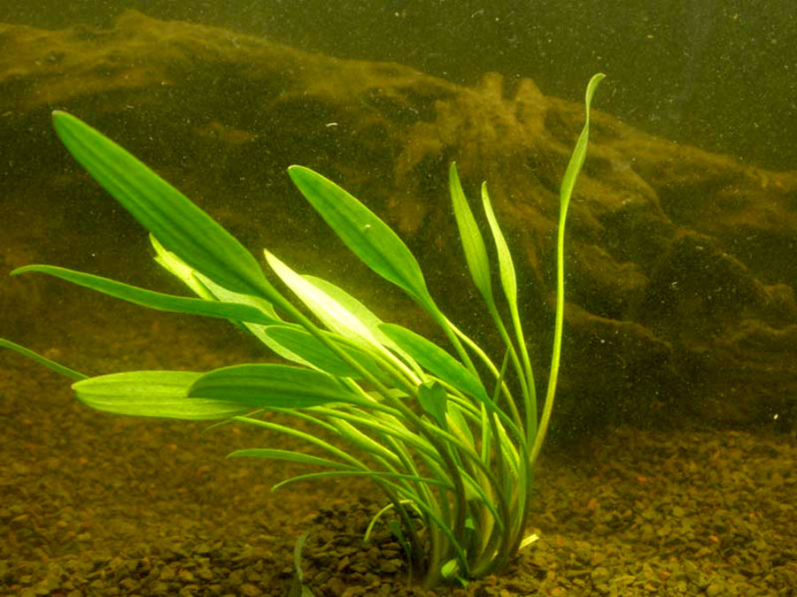 Cryptocoryne Nevillii 5