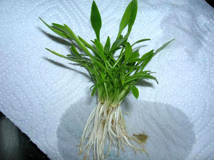 Cryptocoryne Nevillii 6