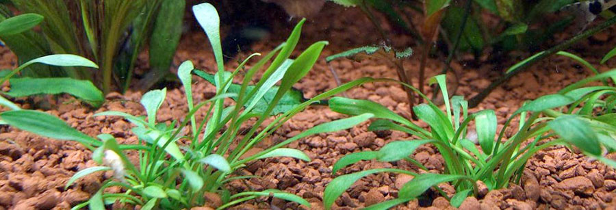 Pequeño Cáliz de Agua