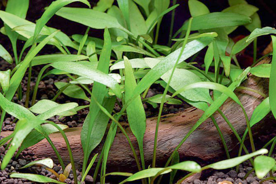 Cryptocoryne Parva 2